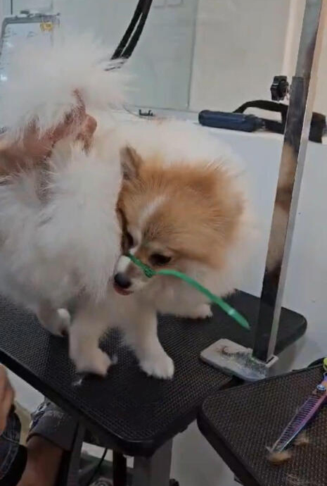 （已签发）柔：狮城二三事：宠物美容院 束带绑狗嘴惹议