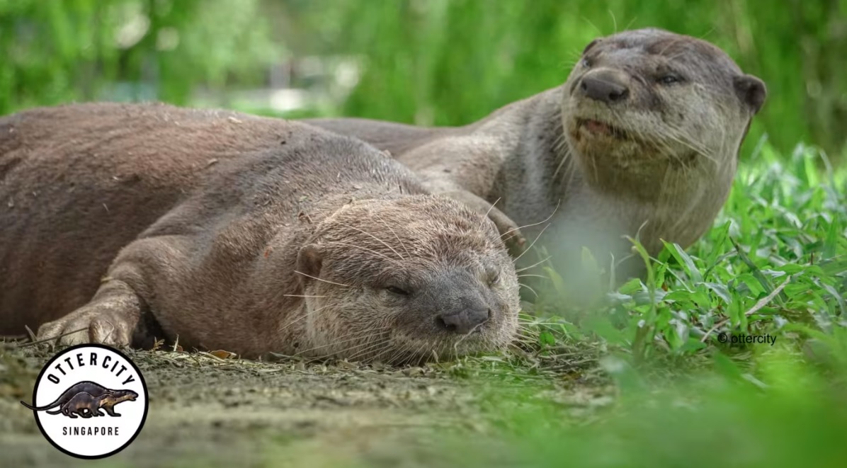 （已签发）柔：狮城二三事：新加坡公园局：水獭家族Zouk妈妈是自然死亡
