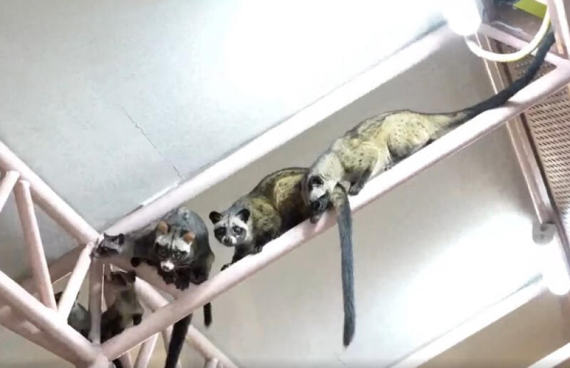 (已签发)柔:狮城二三事:果子狸家族组屋天花板筑窝 摄影师爱好者蹲守拍“全家福”