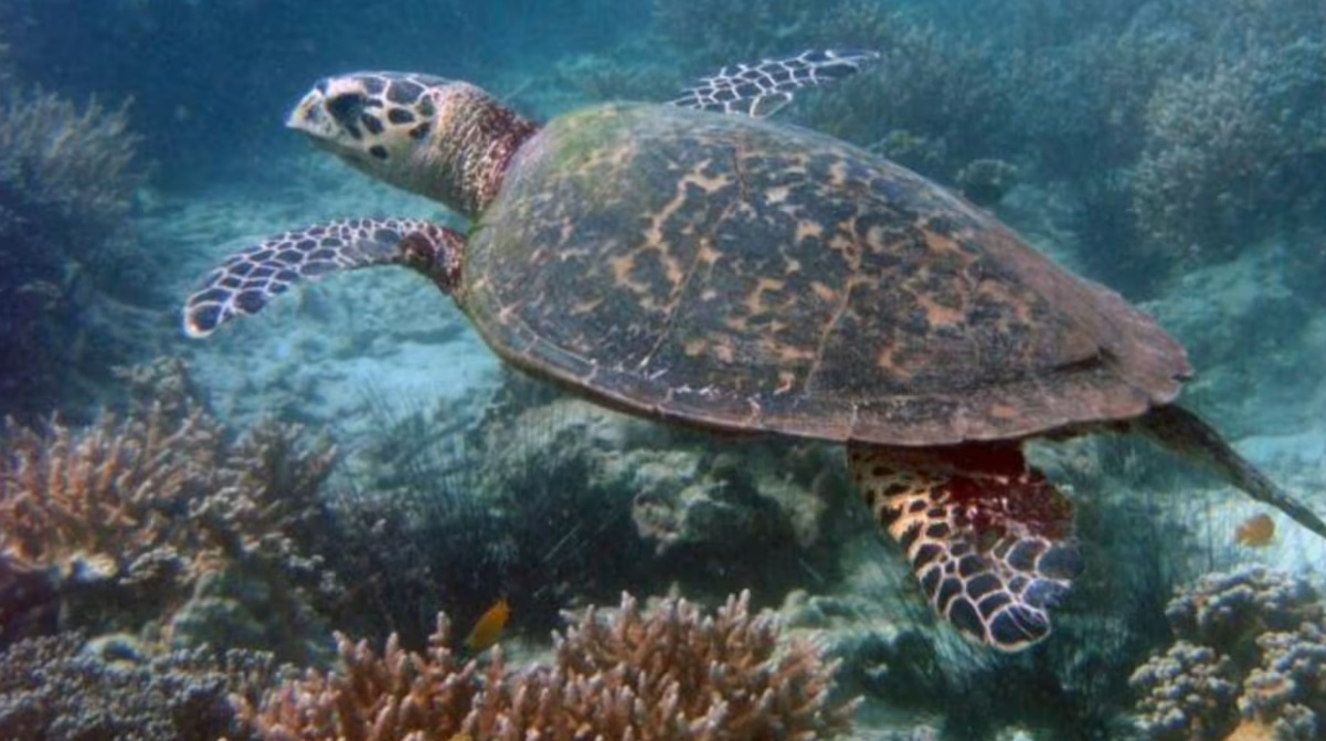 （已签发）柔：狮城二三事：漏油事故九天后 东海岸公园发现极度濒危玳瑁海龟巢