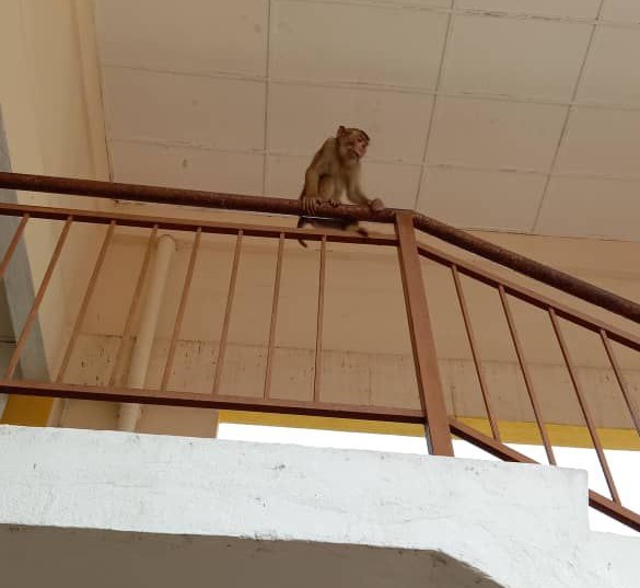 (已签发)柔:猴大哥抓伤学生,校方召消拯员逮猴