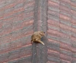 (已签发)柔:猴大哥抓伤学生,校方召消拯员逮猴