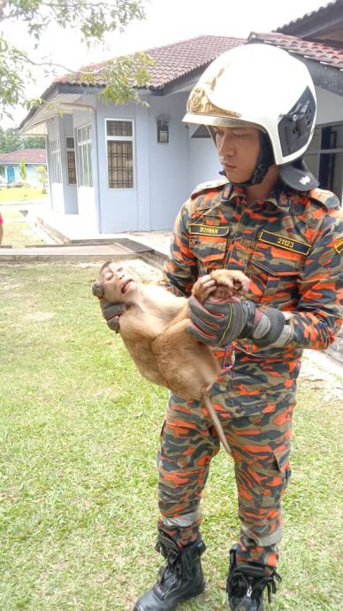 (已签发)柔:猴大哥抓伤学生,校方召消拯员逮猴