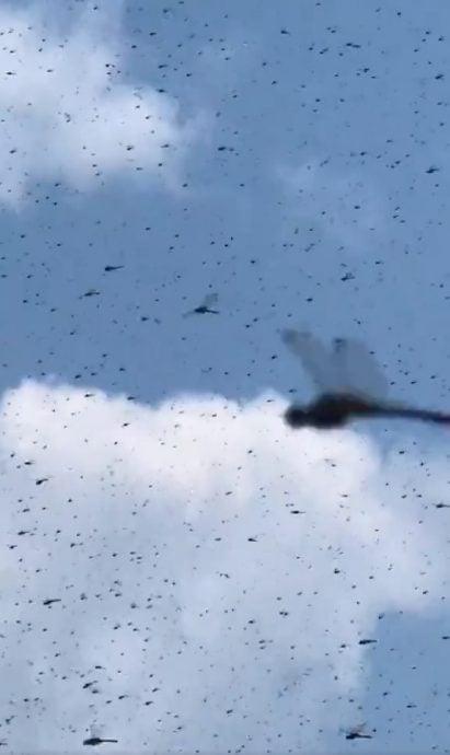 (附视频)罕见奇景!数百万只蜻蜓突袭沙滩 泳客惊叫四处逃窜