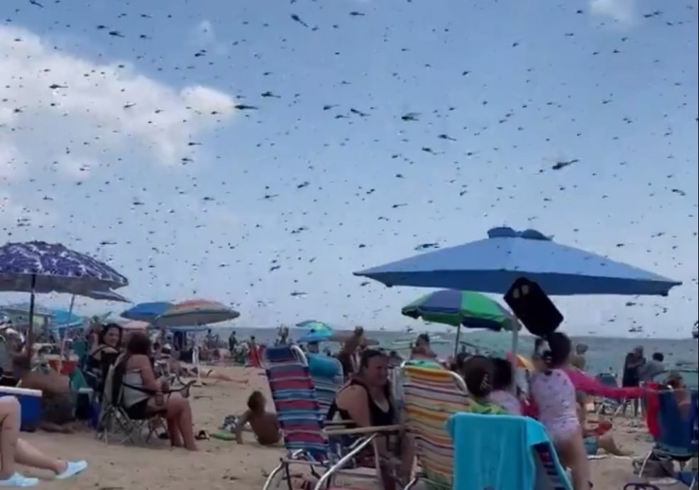 (附视频)罕见奇景!数百万只蜻蜓突袭沙滩 泳客惊叫四处逃窜