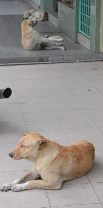 me03副文-大都会/巴生市厅在卫星市为81只狗发放狗牌/5图