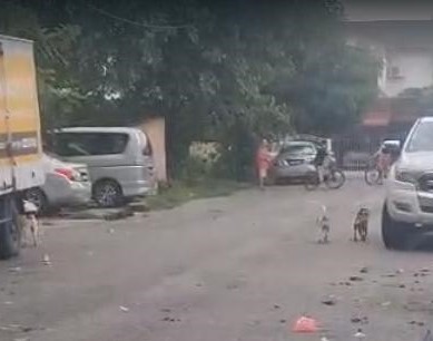 me03副文-大都会/巴生市厅在卫星市为81只狗发放狗牌/5图