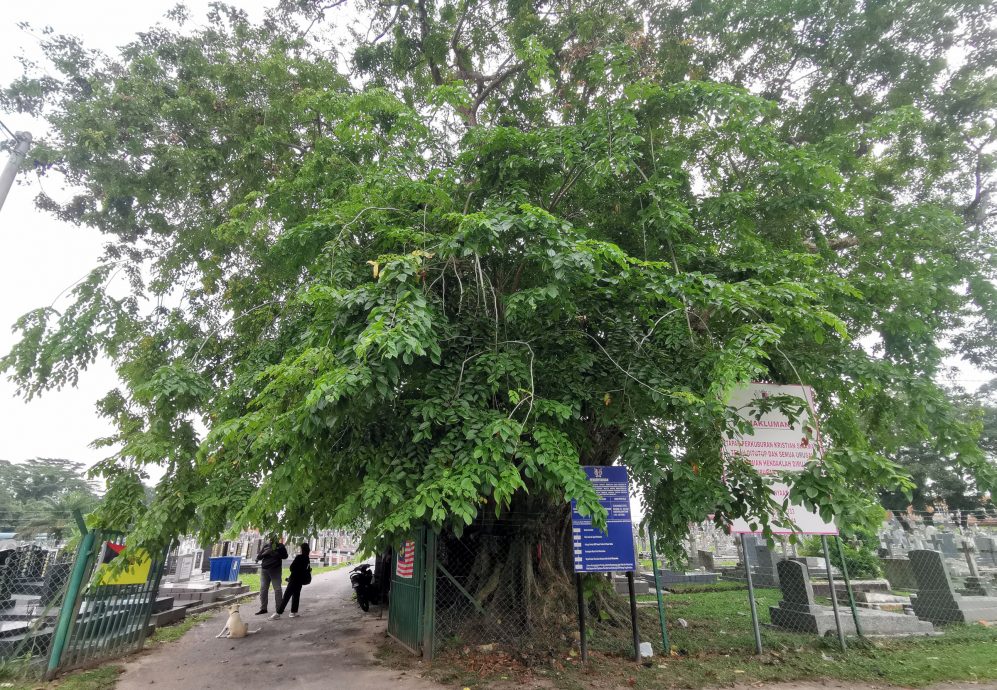 NS芙蓉/小甘密基督墓园树木茂盛蚊虫滋生 市政厅快行动