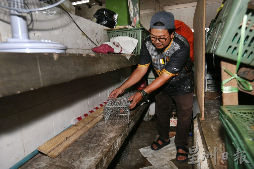 3个月捕749只 日均8只 怡中央公市灭鼠奏效