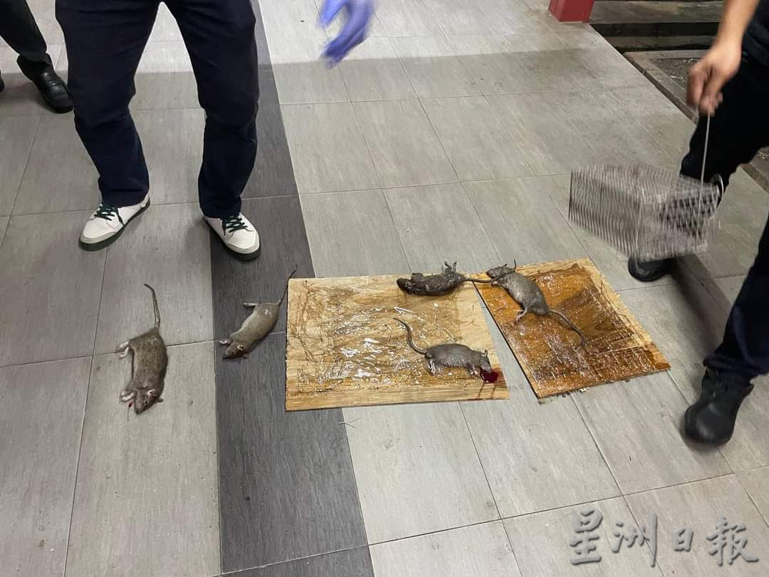 3个月捕749只 日均8只 怡中央公市灭鼠奏效