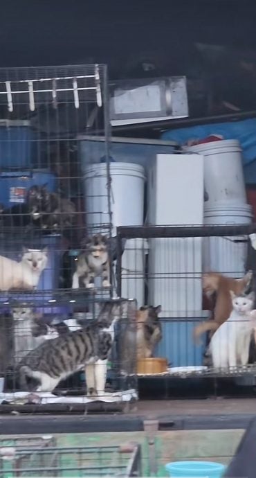 “猫奴”从怡保搬家至吉打 100只猫咪装满罗里