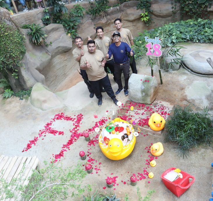 【完整】大熊猫生日:兴兴靓靓动物园办生日会