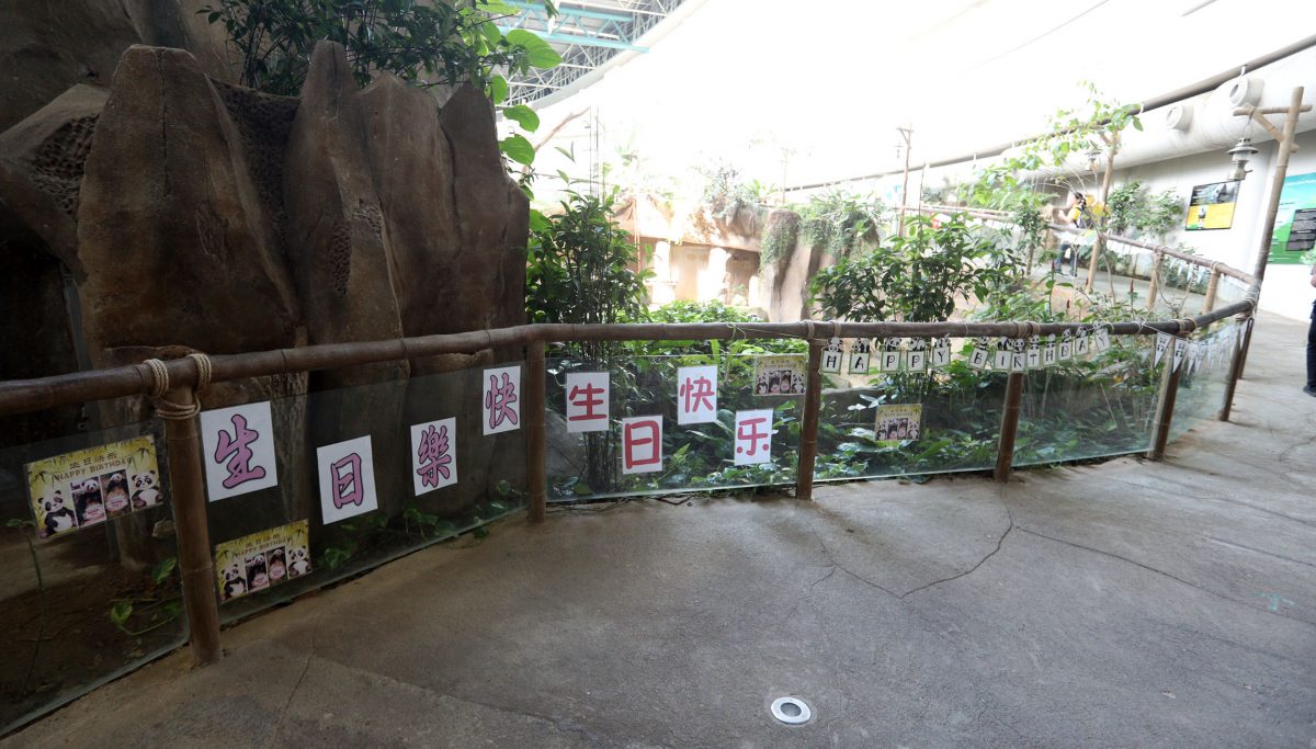 【完整】大熊猫生日:兴兴靓靓动物园办生日会