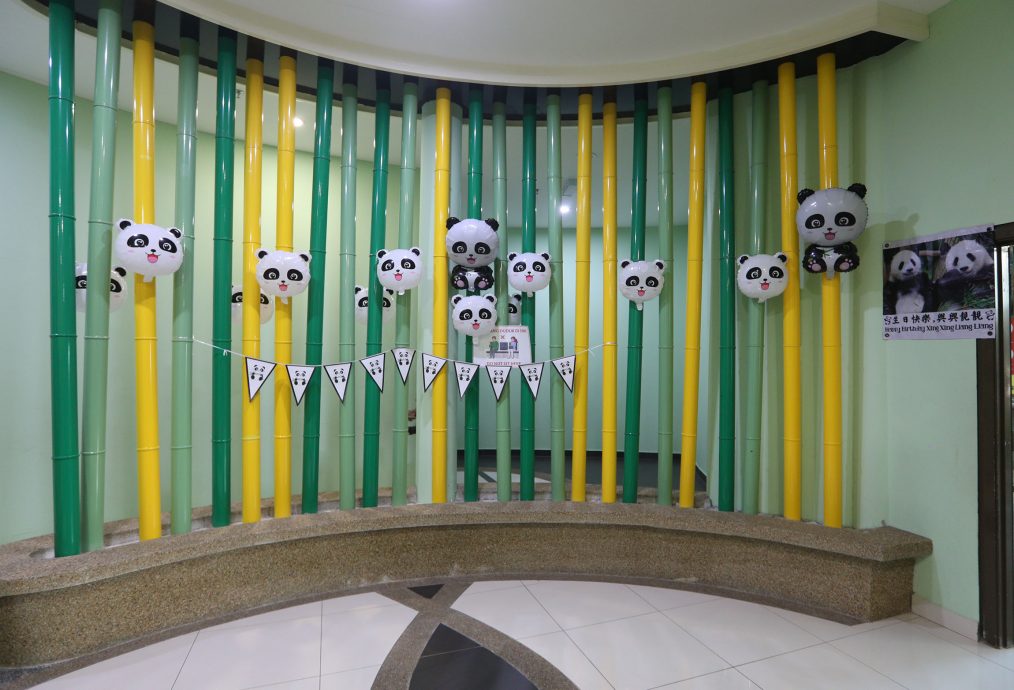 【完整】大熊猫生日:兴兴靓靓动物园办生日会