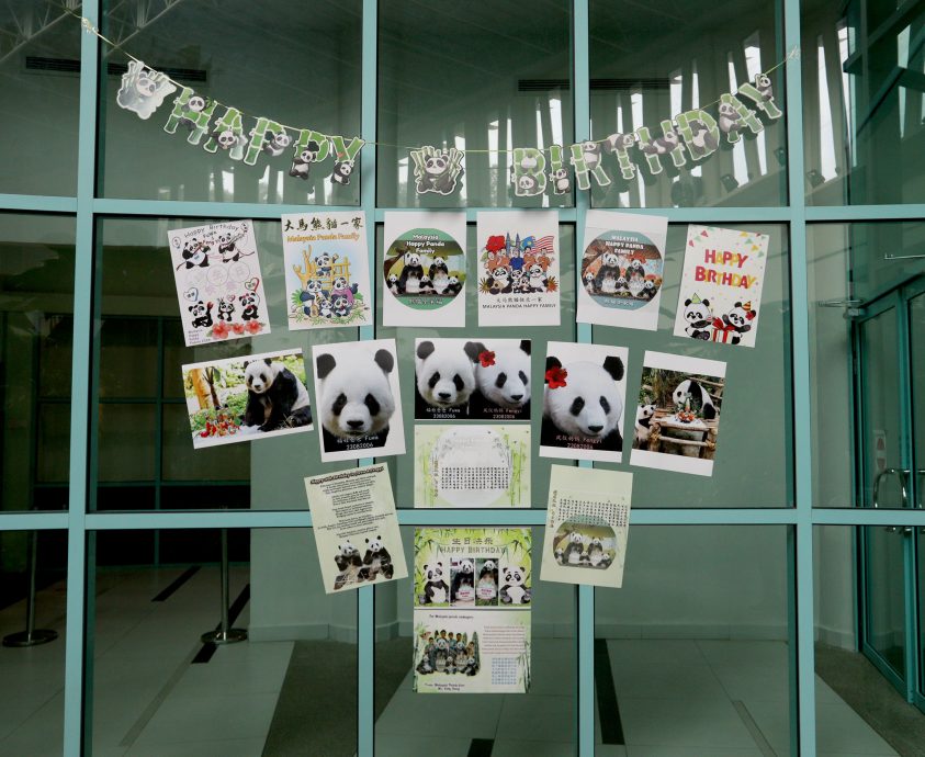 【完整】大熊猫生日:兴兴靓靓动物园办生日会