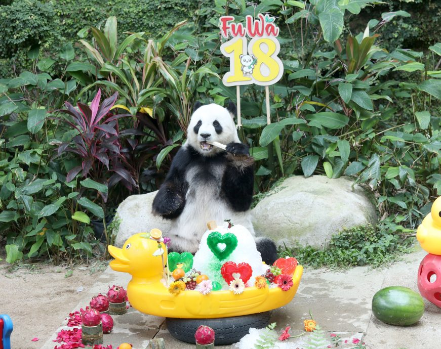 【完整】大熊猫生日:兴兴靓靓动物园办生日会