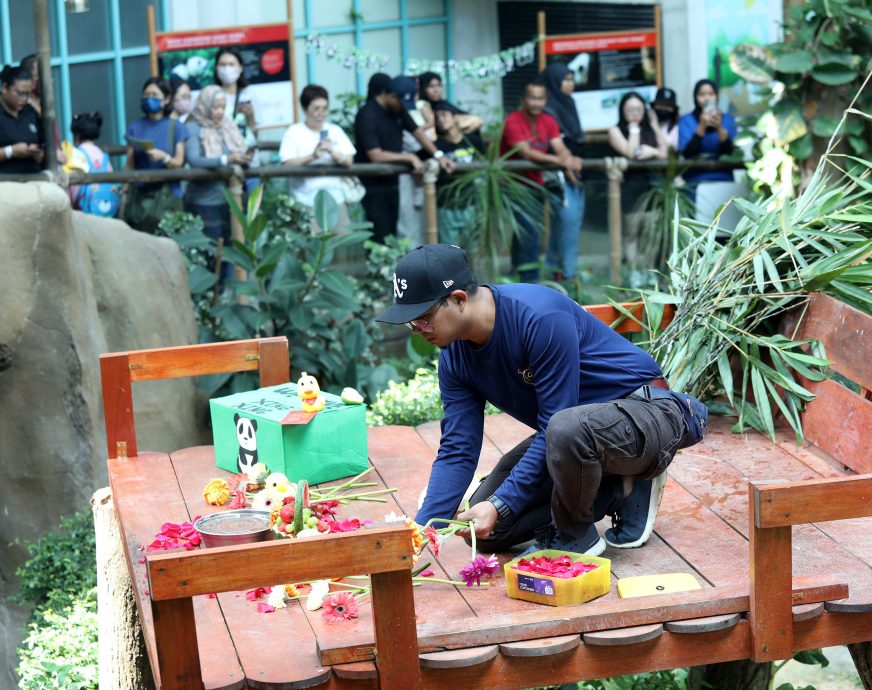 【完整】大熊猫生日:兴兴靓靓动物园办生日会