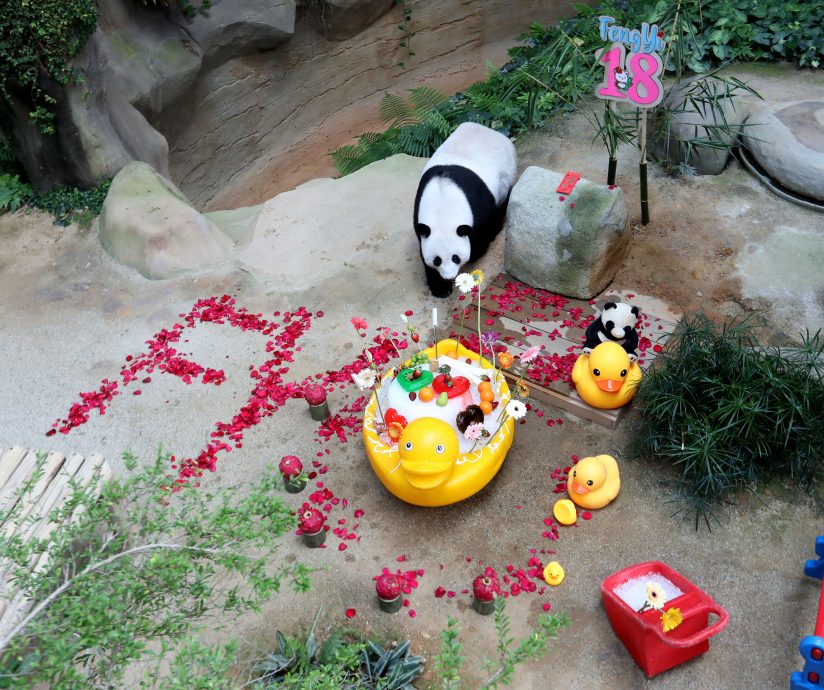 【完整】大熊猫生日:兴兴靓靓动物园办生日会