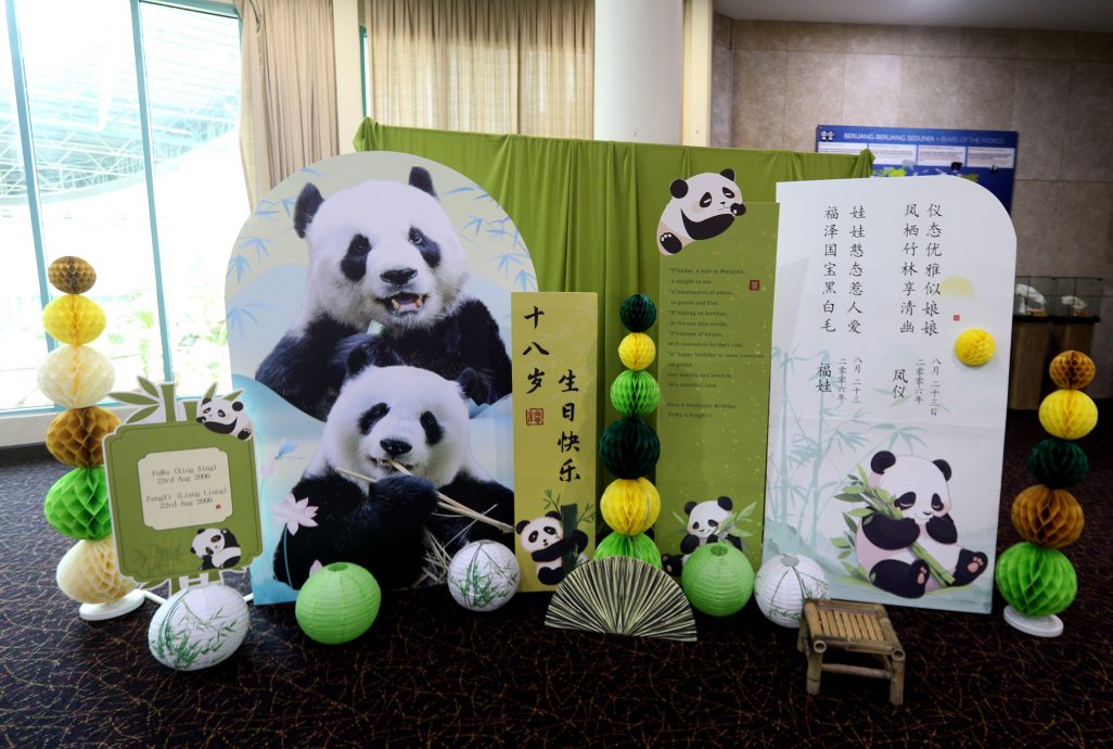 【完整】大熊猫生日:兴兴靓靓动物园办生日会