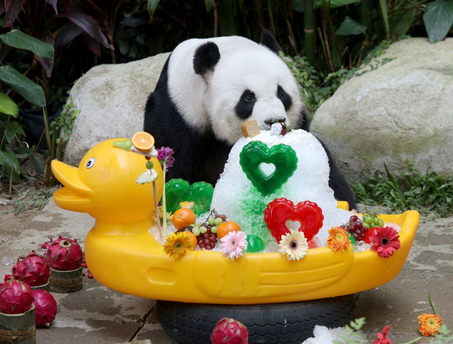 【完整】大熊猫生日:兴兴靓靓动物园办生日会