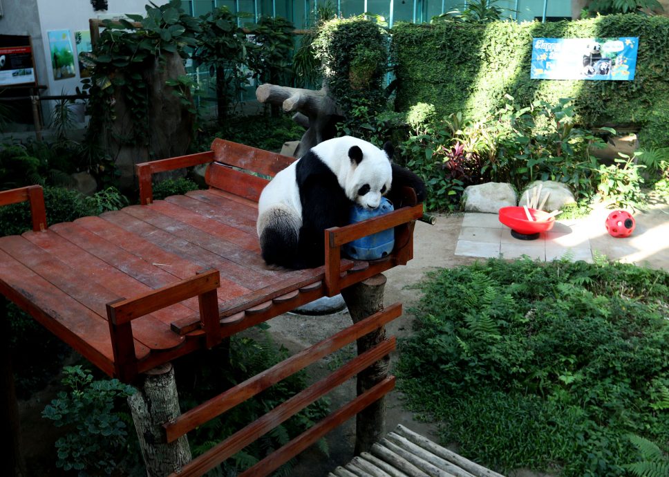 【完整】大熊猫生日:兴兴靓靓动物园办生日会