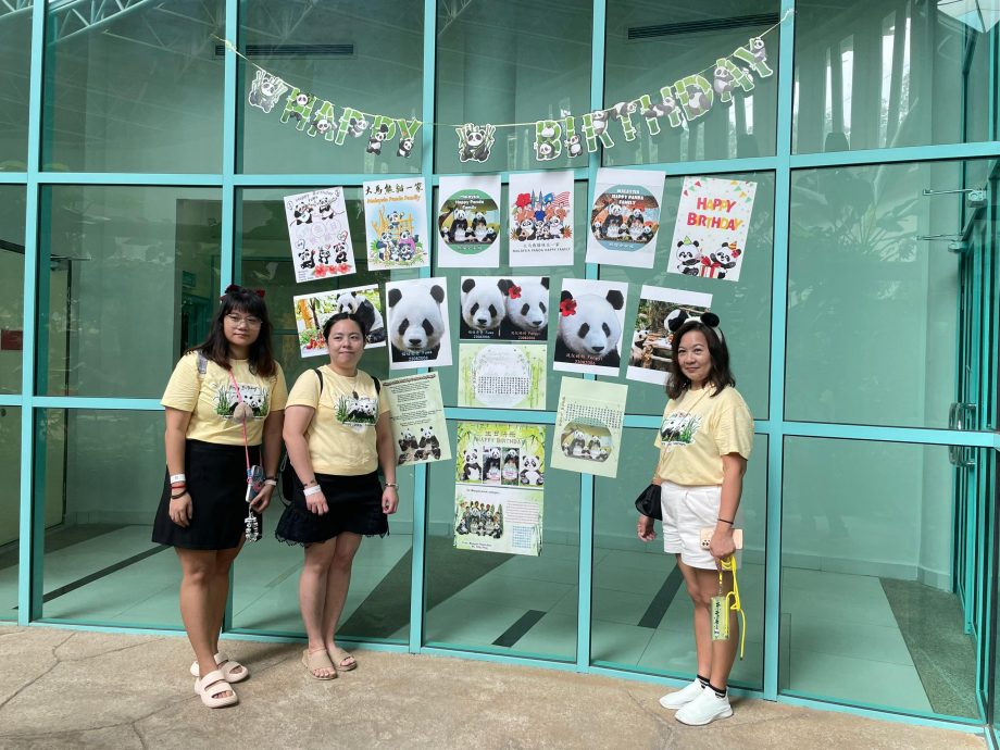 【完整】大熊猫生日:兴兴靓靓动物园办生日会