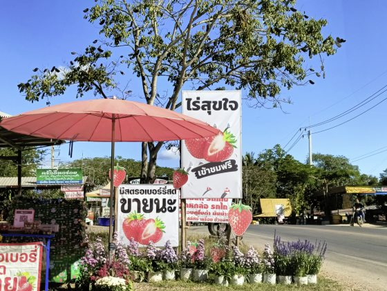 【泰国】走,到泰北的考柯避暑去!