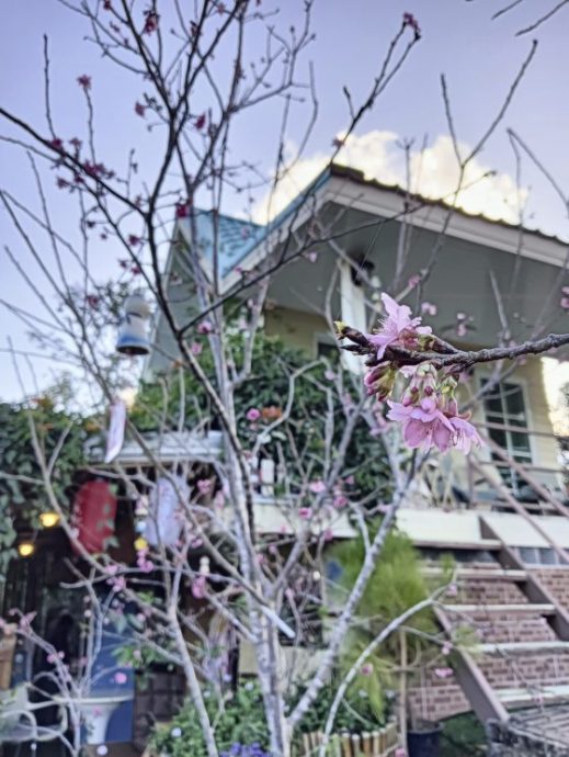 【泰国】走,到泰北的考柯避暑去!