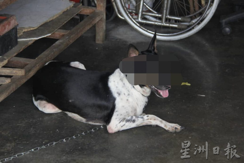 东:狗咬伤邻居 狗主被控上庭