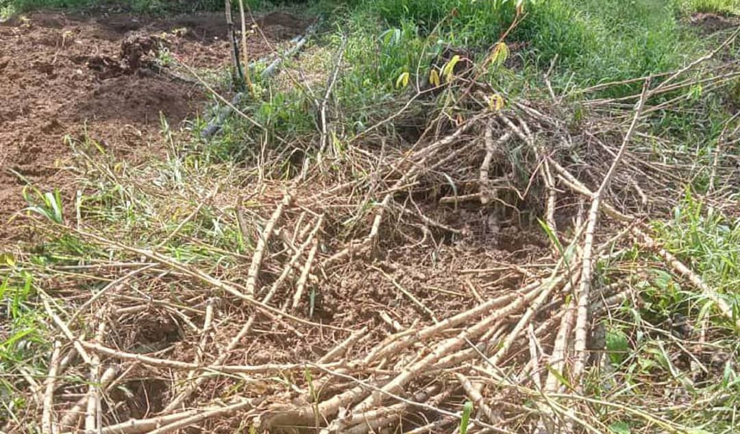 东:话望生豪部落农作地早前遭山猪破坏。