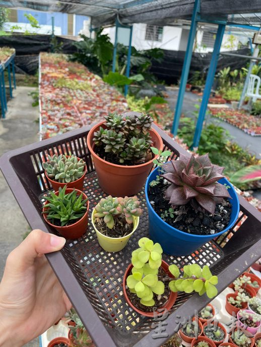 乐活频道:形态各异,色彩丰富,大家都爱多肉植物