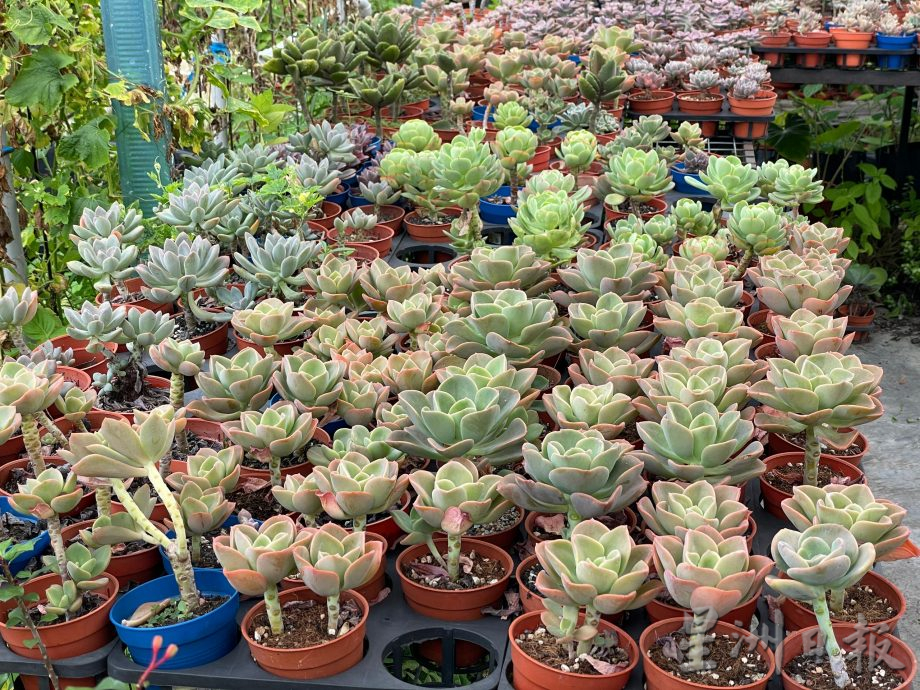 乐活频道:形态各异,色彩丰富,大家都爱多肉植物