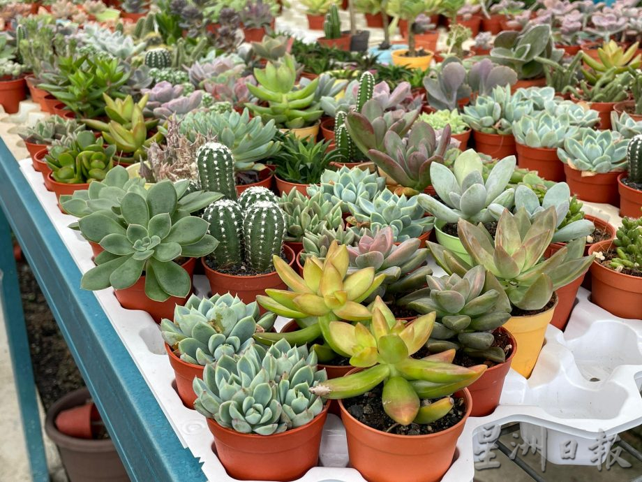 乐活频道:形态各异,色彩丰富,大家都爱多肉植物