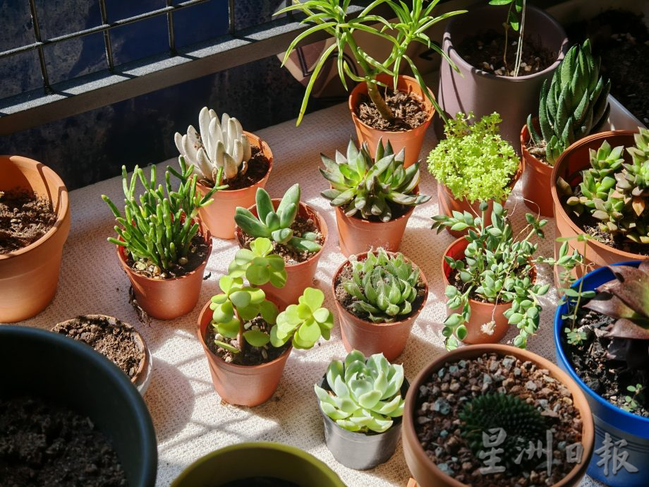 乐活频道:形态各异,色彩丰富,大家都爱多肉植物