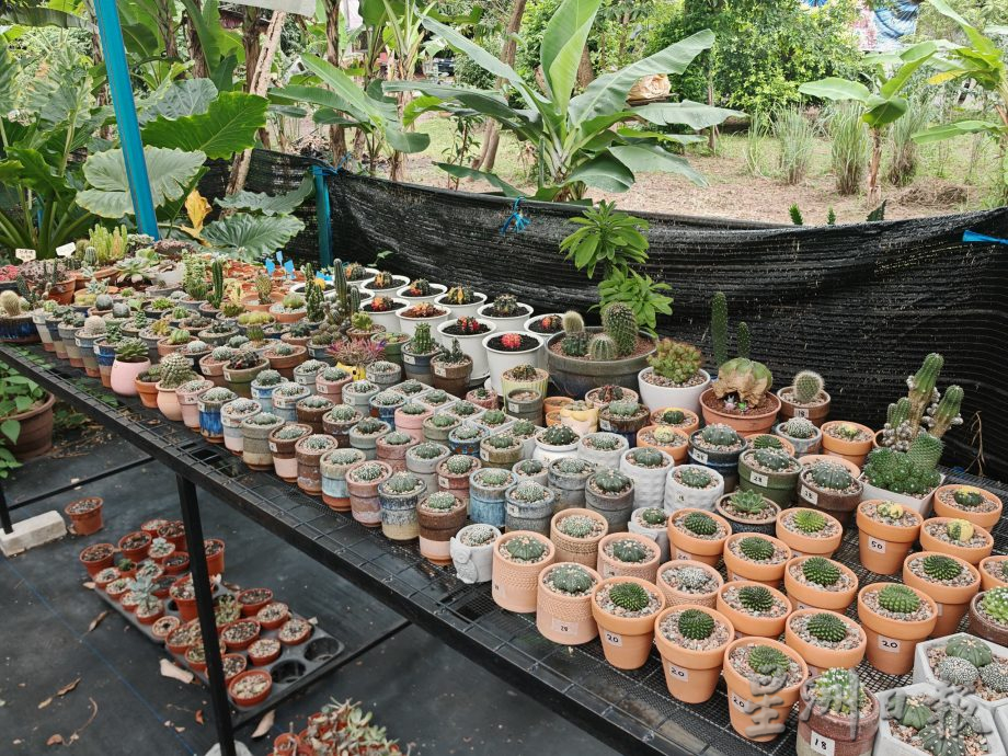 乐活频道:形态各异,色彩丰富,大家都爱多肉植物