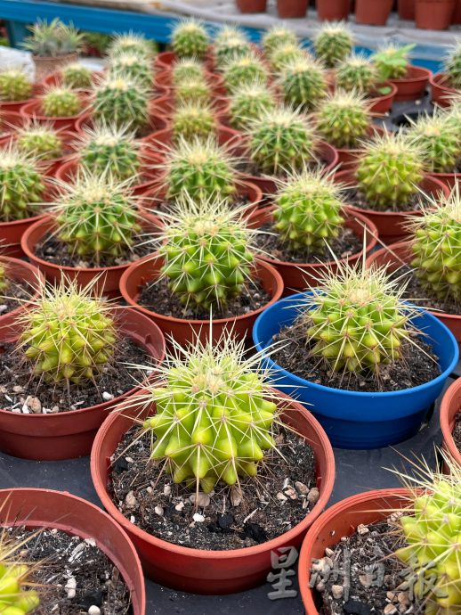 乐活频道:形态各异,色彩丰富,大家都爱多肉植物