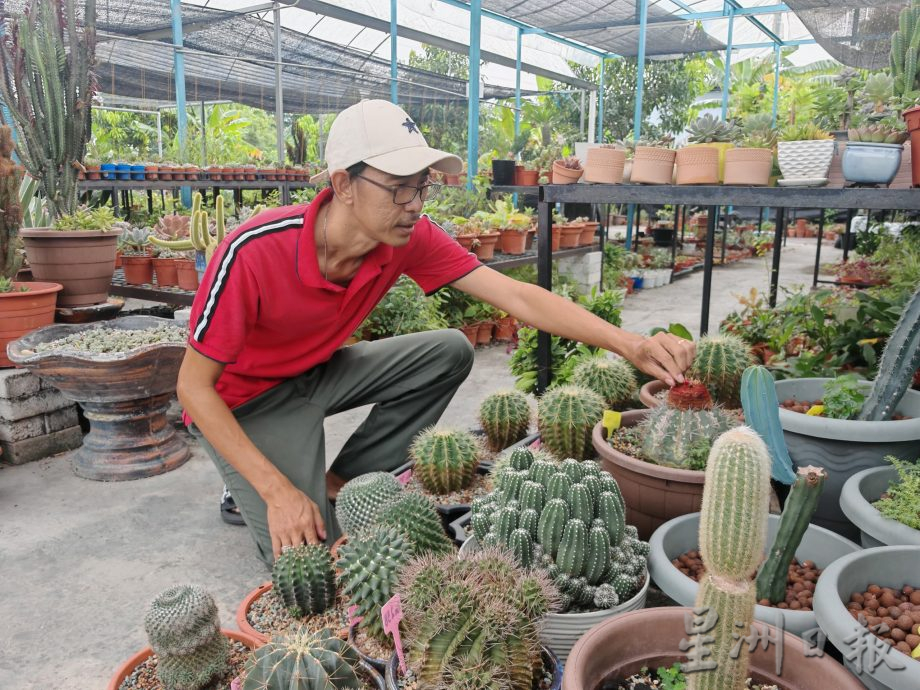 乐活频道:形态各异,色彩丰富,大家都爱多肉植物