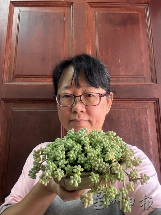 乐活频道:形态各异,色彩丰富,大家都爱多肉植物