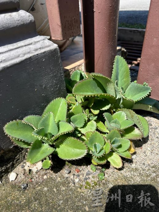 乐活频道:形态各异,色彩丰富,大家都爱多肉植物