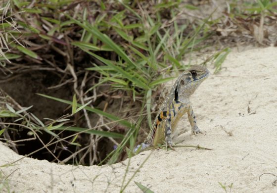 Fkwyq0804 01 Fz100253528141