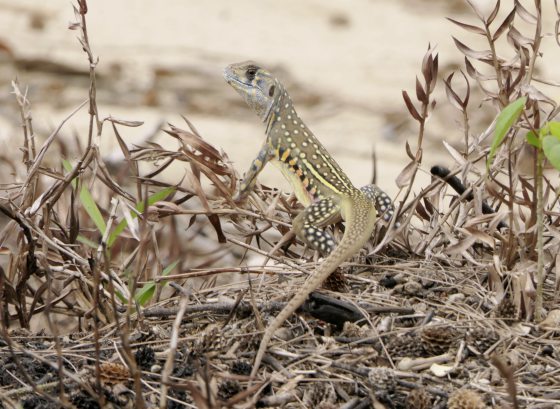 Fkwyq0804 03 Fz100253528143