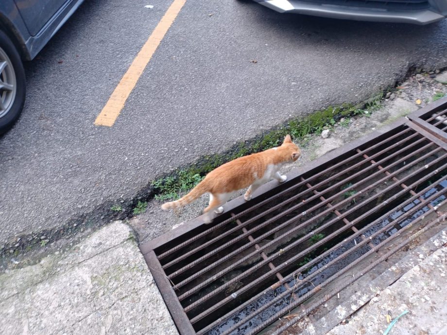 大都会2头/整20年不曾维修的加影巴刹,获房屋部拨款翻新