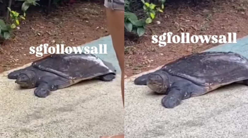 *已签发*柔:狮城二三事:受保护软壳龟出现人行道 狮城公园局:正跟进此事