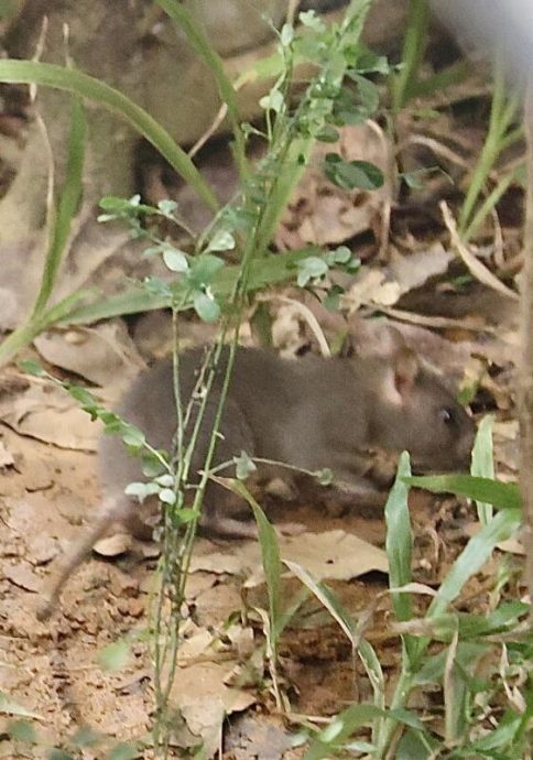 **已签发**柔:狮城二三事:阿叔申诉组屋区闹鼠患,走道上被鼠咬伤