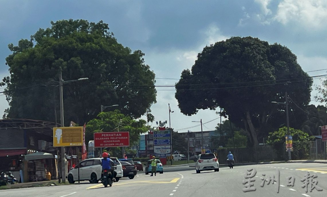市民频投诉还是见到“树洞” 何时才修剪大树?