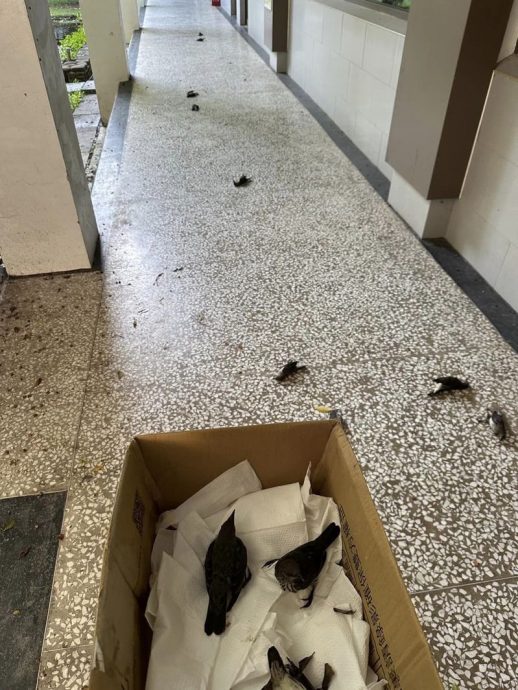 成大鸟群集体撞窗死亡! 专家:可能吃发酵果实“酒醉”酿憾事