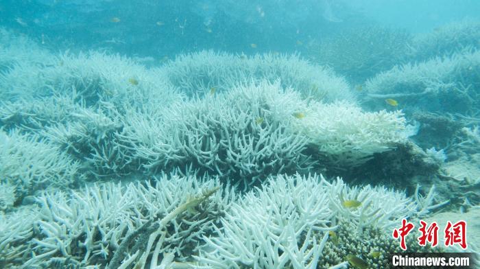 最新研究:澳洲大堡礁水温 过去10年为400年来最热