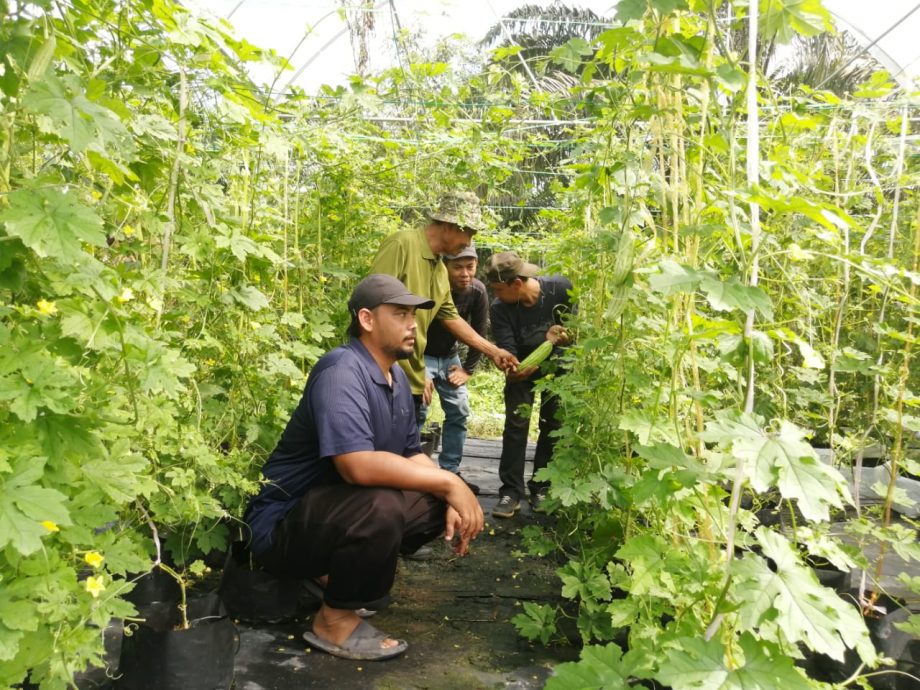 柔:封面:【特稿】长隆城睦邻计划鱼菜共生计划 协助社区妇女及退役军人掌握技能