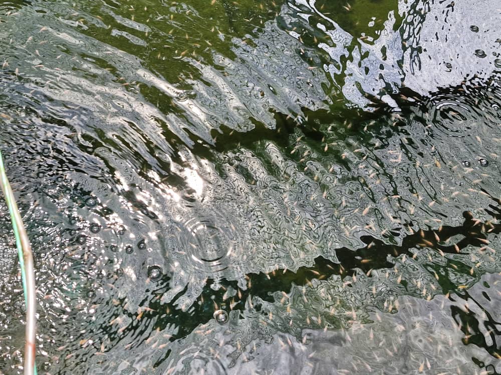 柔:封面:【特稿】长隆城睦邻计划鱼菜共生计划 协助社区妇女及退役军人掌握技能