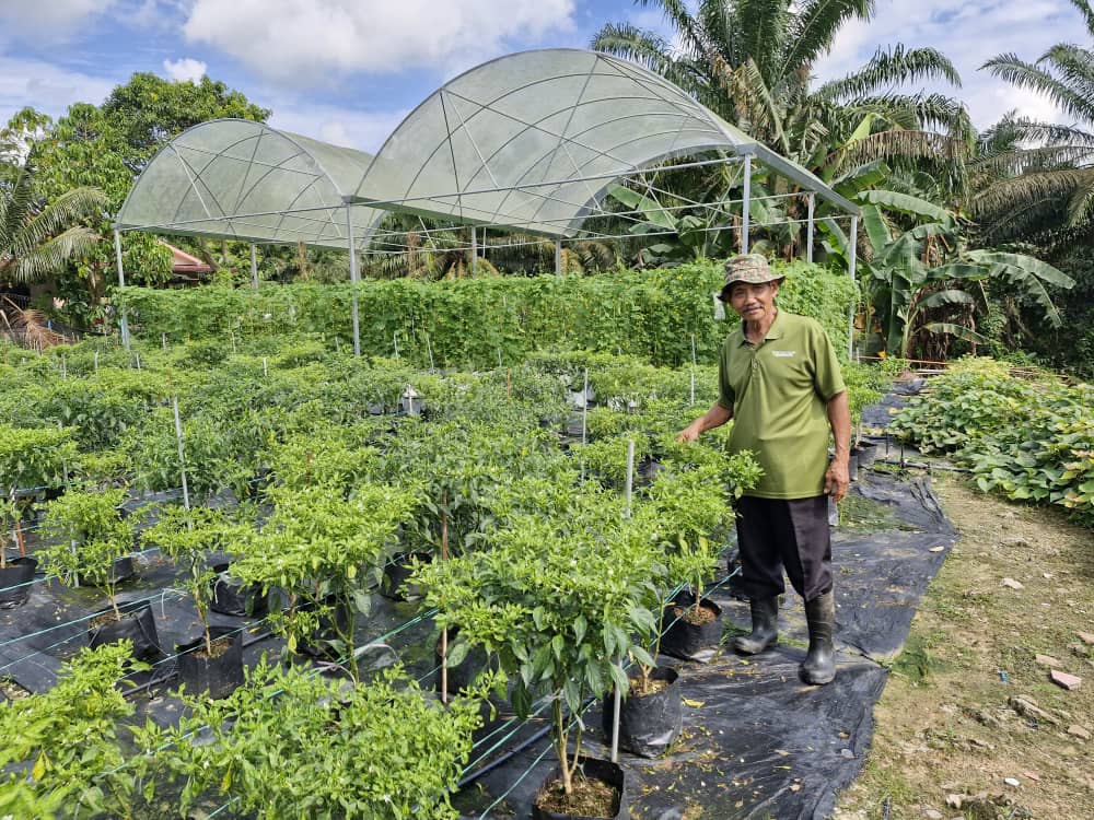 柔:封面:【特稿】长隆城睦邻计划鱼菜共生计划 协助社区妇女及退役军人掌握技能